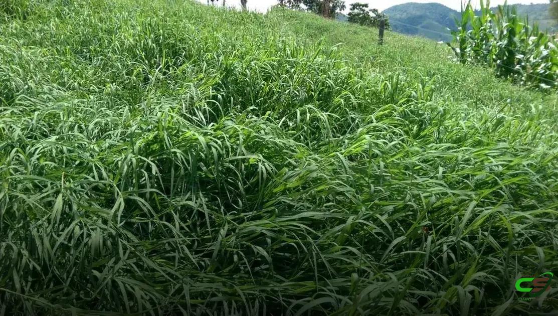 8 Estratégias Eficazes para Manejo de Plantas Daninhas em Tifton 85