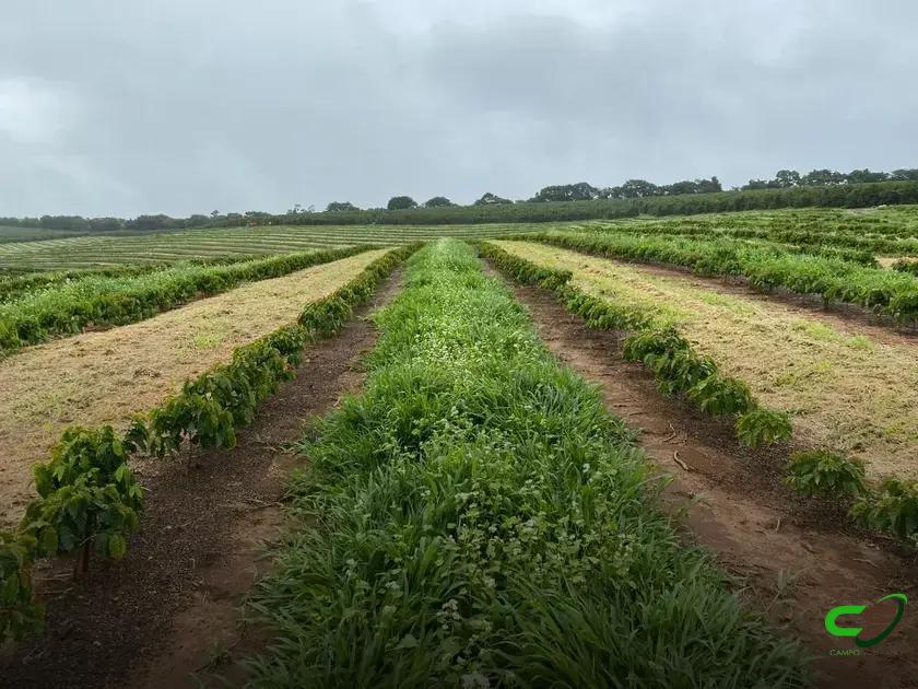 8 Estratégias Incríveis para o Plantio de Café de Sucesso