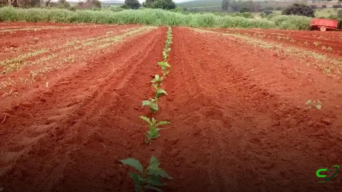 8 Estratégias Infalíveis para o Plantio de Café de Sucesso