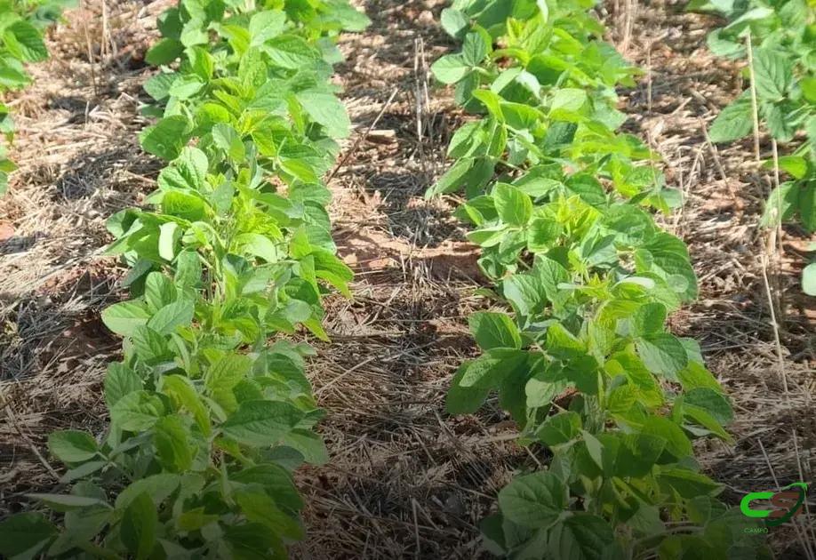 8 Estratégias Poderosas de Adubação Verde para Sua Fazenda