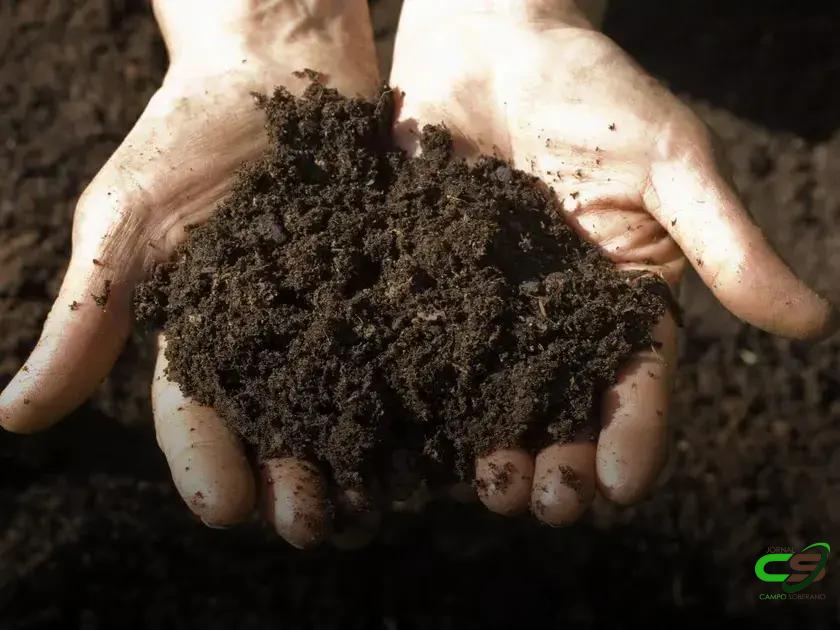 8 Fatores Cruciais na Análise Microbiológica do Solo