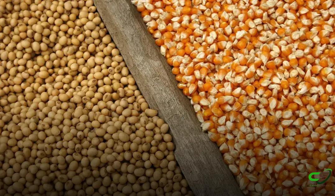 8 Fatores Cruciais para Garantir a Qualidade de Sementes de Soja e Milho