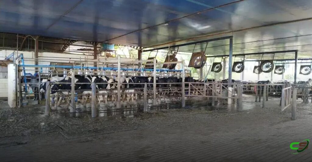 8 Fatores Cruciais que Influenciam a Curva de Lactação