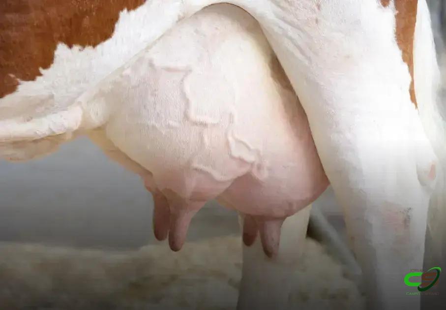 8 Fatos Cruciais sobre Hiperqueratose em Tetos de Vacas Leiteiras 2 8 Fatos Cruciais sobre Hiperqueratose em Tetos de Vacas Leiteiras