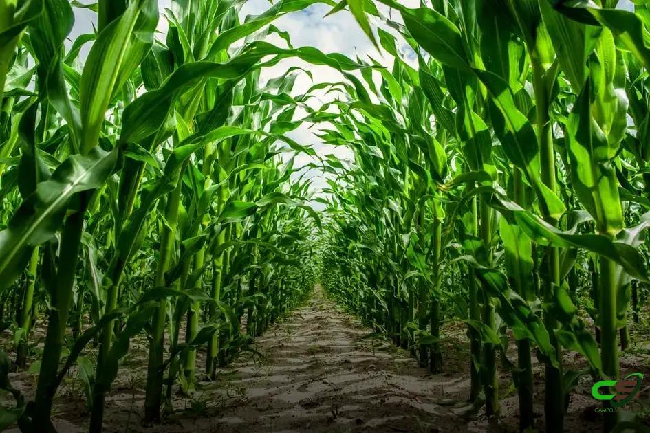 8 Fatos Surpreendentes sobre a Origem do Milho que Você Precisa Saber