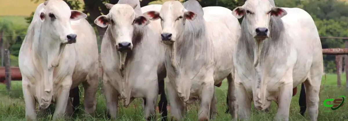 8 Fatos Surpreendentes sobre Cisticercose Bovina que Você Precisa Saber