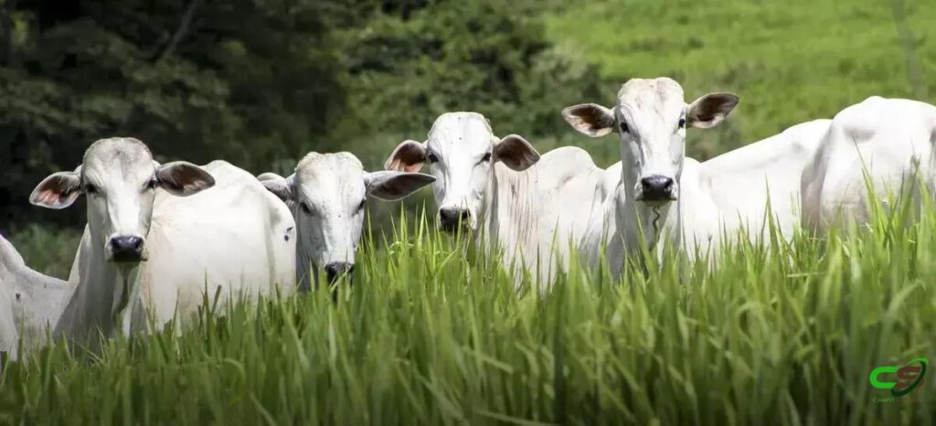 8 Fatos Surpreendentes sobre o Consumo de Bovinos a Pasto