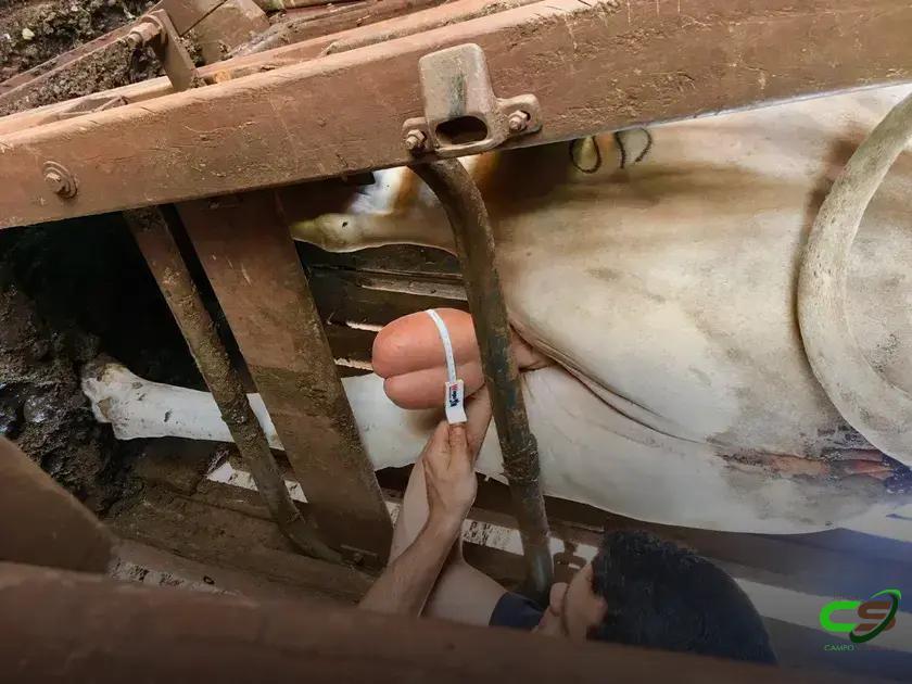 8 Fatos Surpreendentes sobre o Perímetro Escrotal