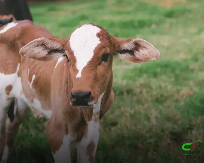 8 Fatos Surpreendentes sobre o Umbigo de Bezerro