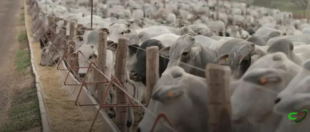 8 Fatos Surpreendentes sobre Pneumonia em Bovinos Confinados