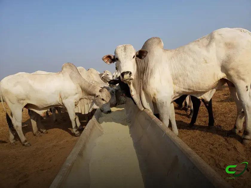 8 Fatos Surpreendentes sobre Suplementação Mineral em Bovinos de Corte