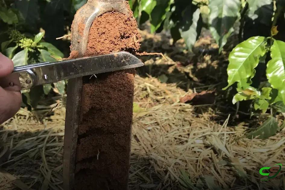 8 Passos Essenciais para a Análise de Solo Café