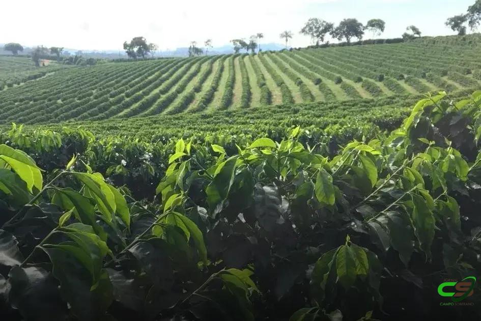 8 Passos Essenciais para o Cálculo de Adubação para Cafeeiros