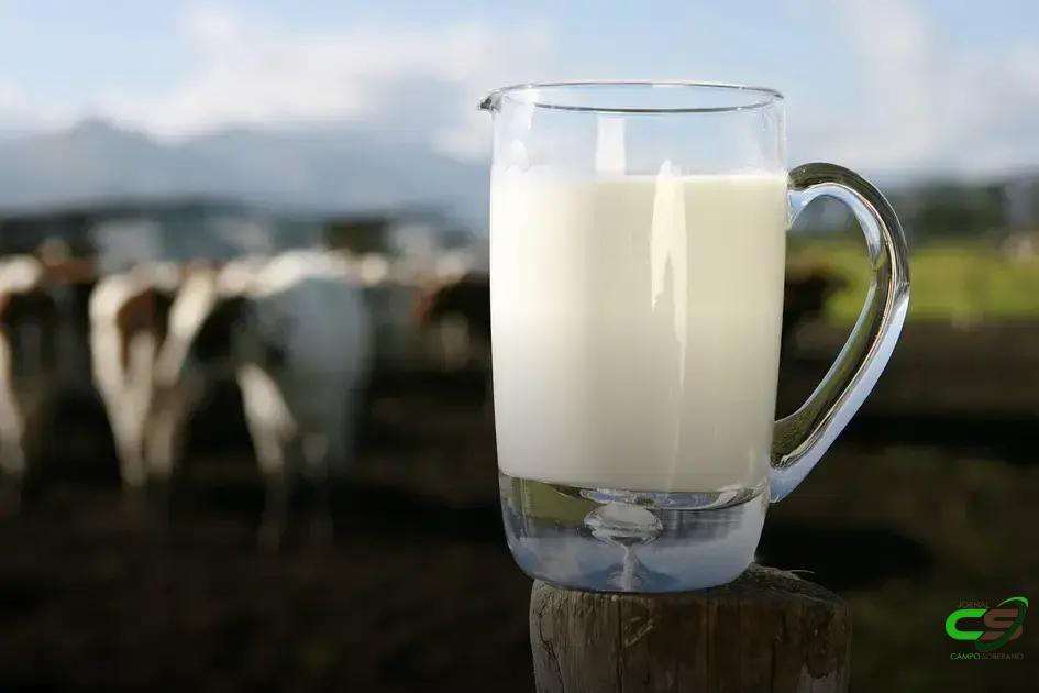 8 Razões para Considerar o Leite A2 em sua Dieta