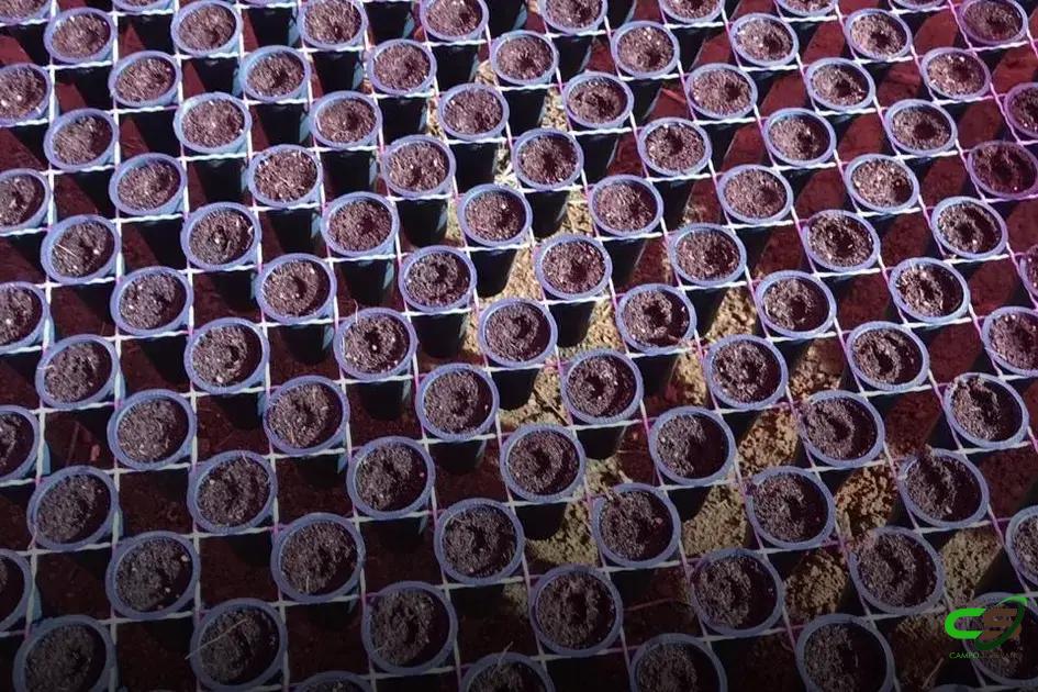 8 Razões para Escolher Mudas de Café em Tubetes Agora