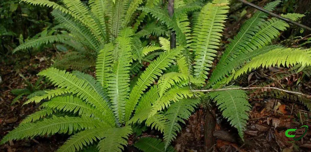 8 Sinais de Intoxicação por Samambaia em Bovinos que Você Precisa Conhecer