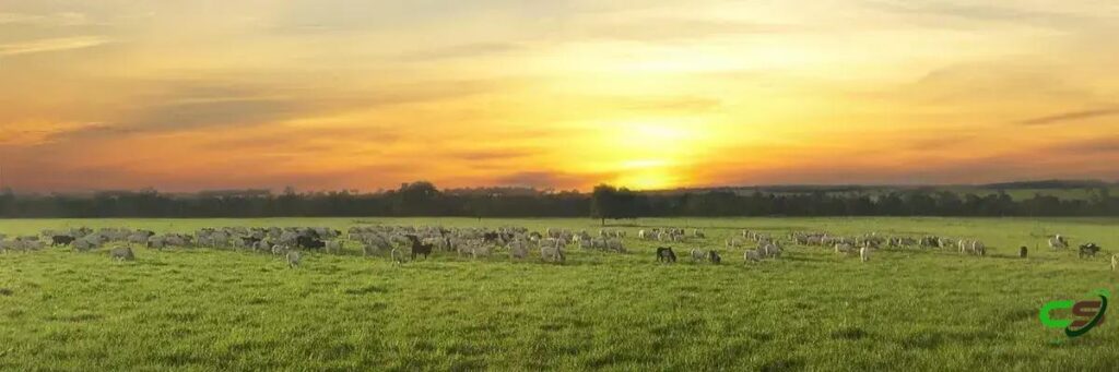 8 Vantagens do Pastejo Rotacionado para Sua Fazenda 2 8 Vantagens do Pastejo Rotacionado para Sua Fazenda