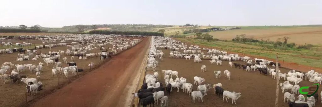 As 8 Fases da Bovinocultura de Corte que Você Precisa Conhecer