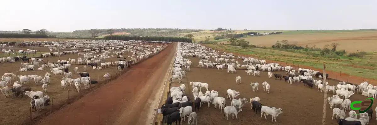 As 8 Fases da Bovinocultura de Corte que Você Precisa Conhecer