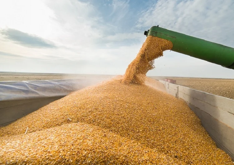 parana colheita recorde de milho 1