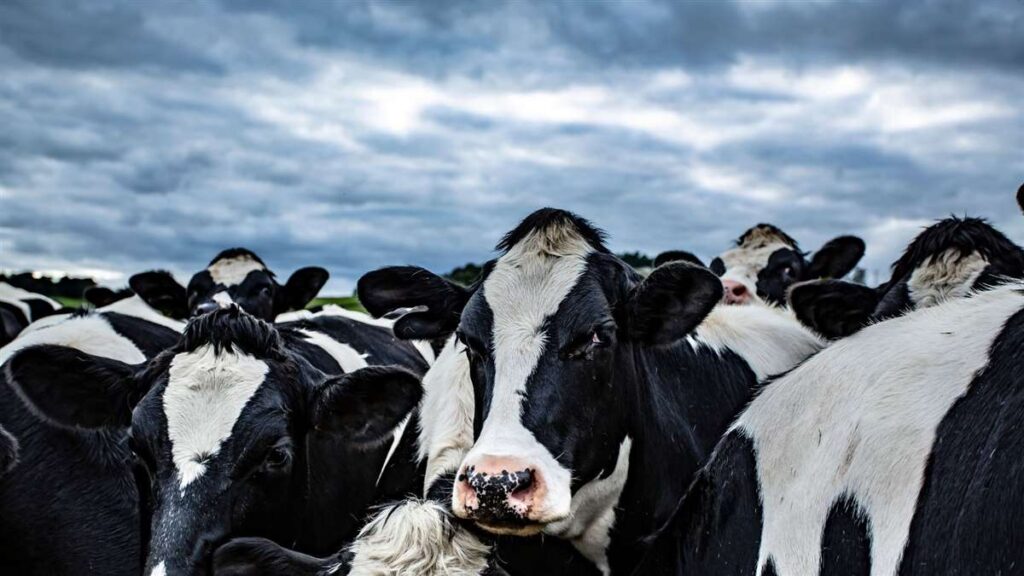 productores de leite em crise 1