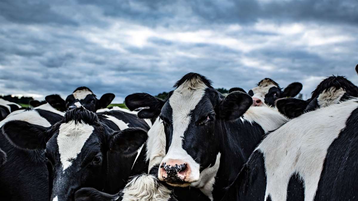 productores de leite em crise 1