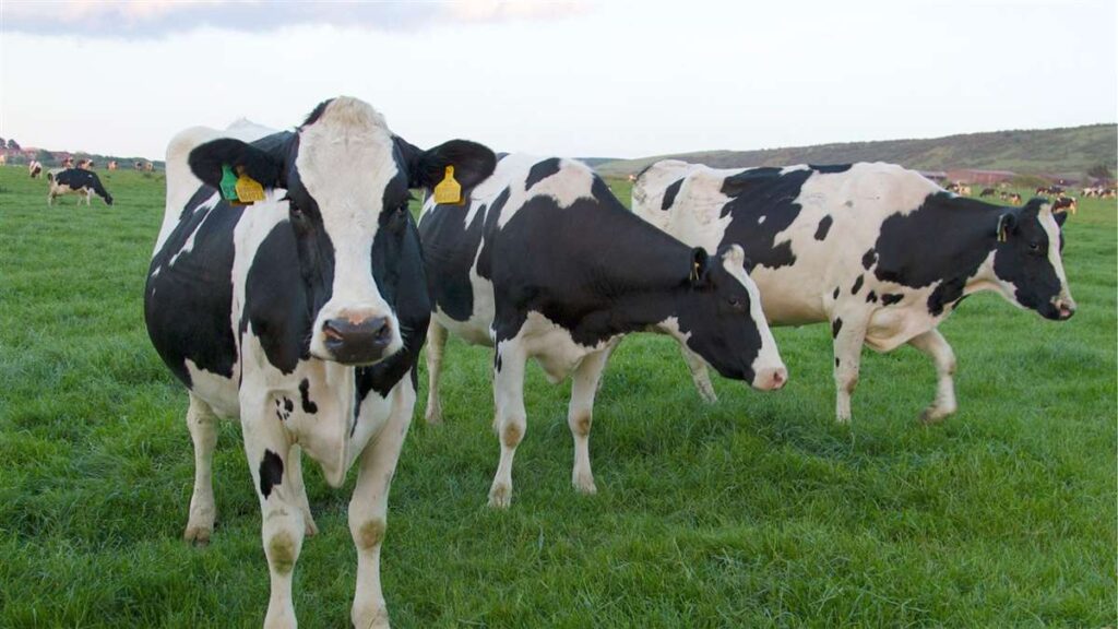 Vacinação de brucelose adiada! 8 vacinacao de brucelose adiada 1