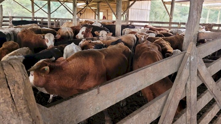 Operação Campo Seguro recupera 23 bovinos furtados em SC