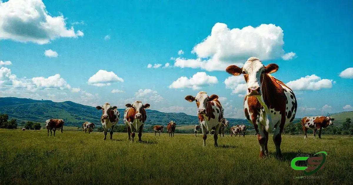 8 Fatos Fascinantes sobre a Raça Girolanda que Você Precisa Saber 1 8 Fatos Fascinantes sobre a Raça Girolanda que Você Precisa Saber