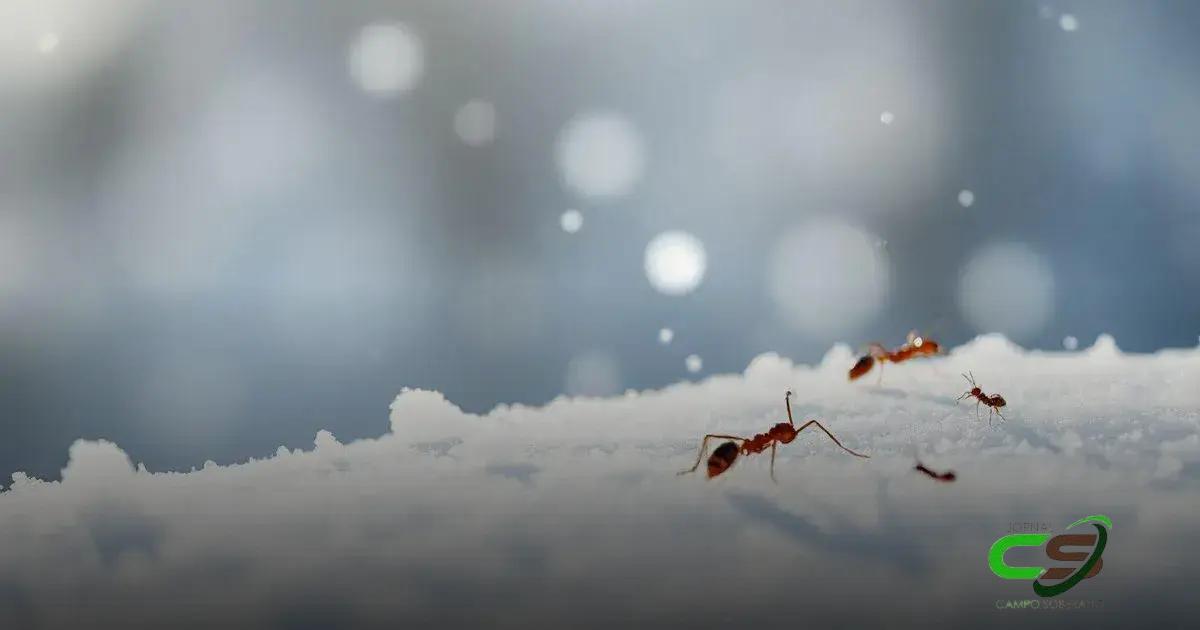 A Importância da Perseverança