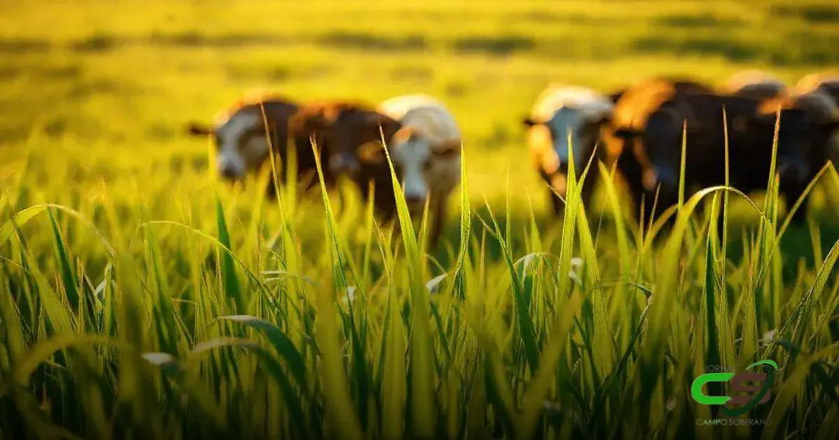 Características do Capim Meloso