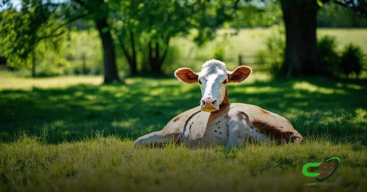 Como o Ambiente Influencia o Comportamento das Vacas