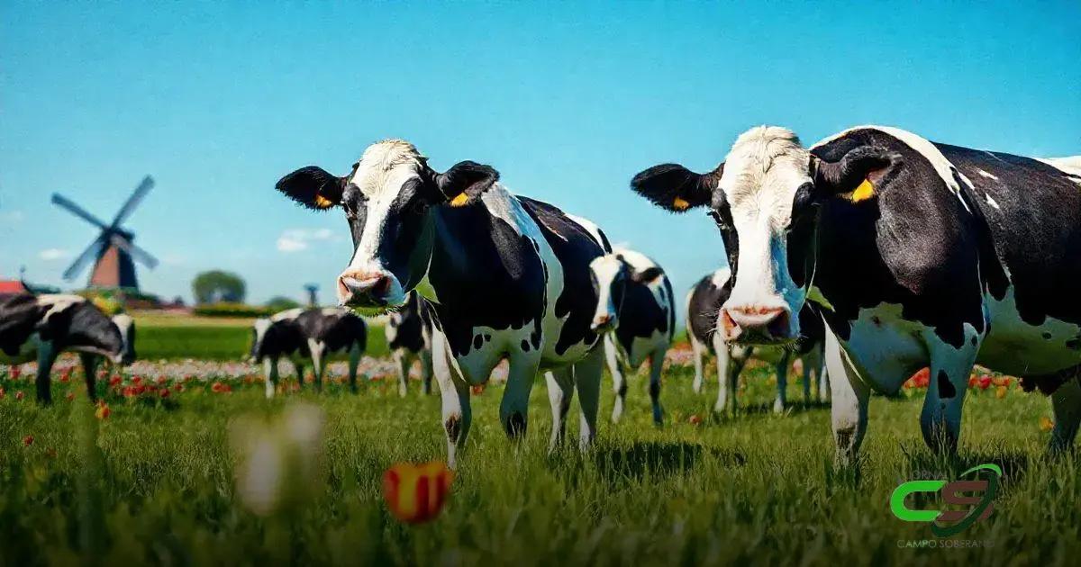 Desafios na Criação de Vacas Holandesas