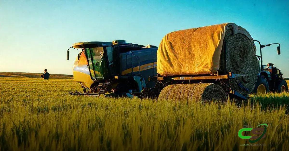 Desafios na produção de trigo para silagem