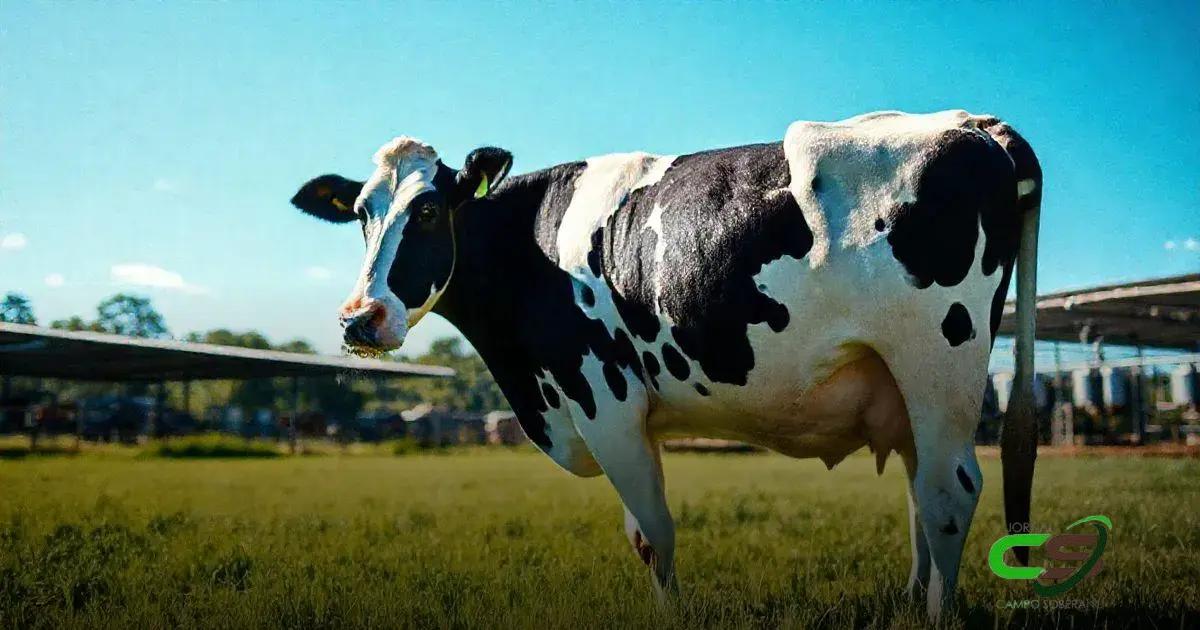 Desempenho Reprodutivo da Vaca Holandês
