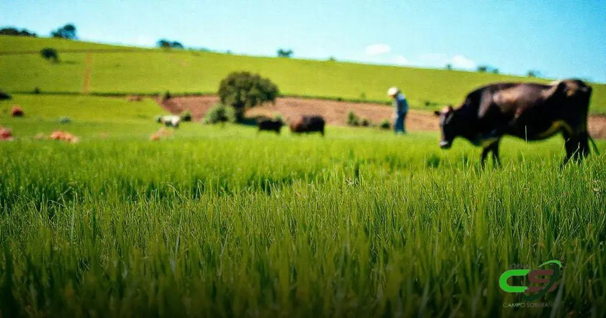 Futuro do Capim Gordura na Pecuária