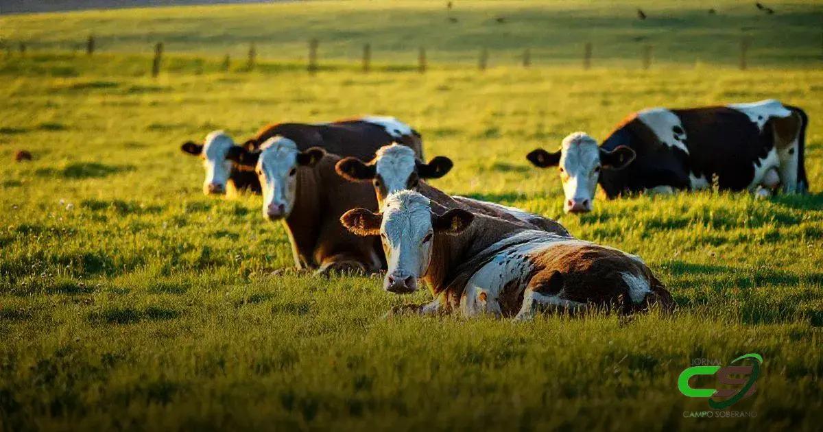 Impacto do Estresse no Comportamento das Vacas