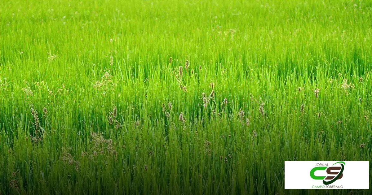 Benefícios da semente pastagem