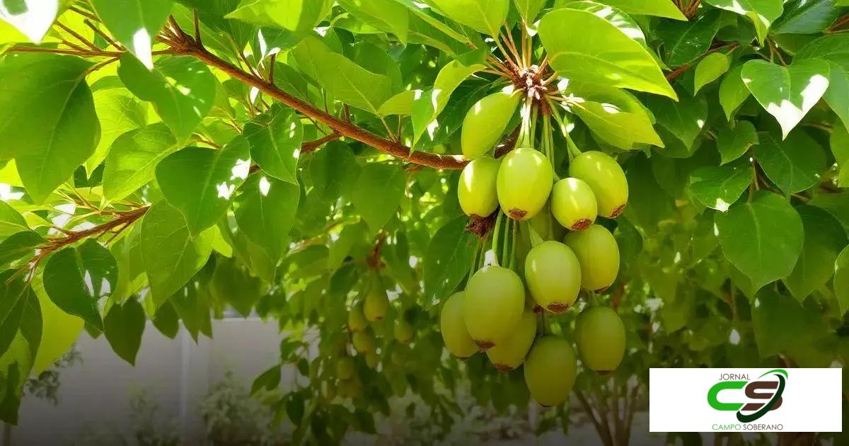 Como Plantar Cajueiro: Dicas Incríveis para Ter Sucesso na Cultivação