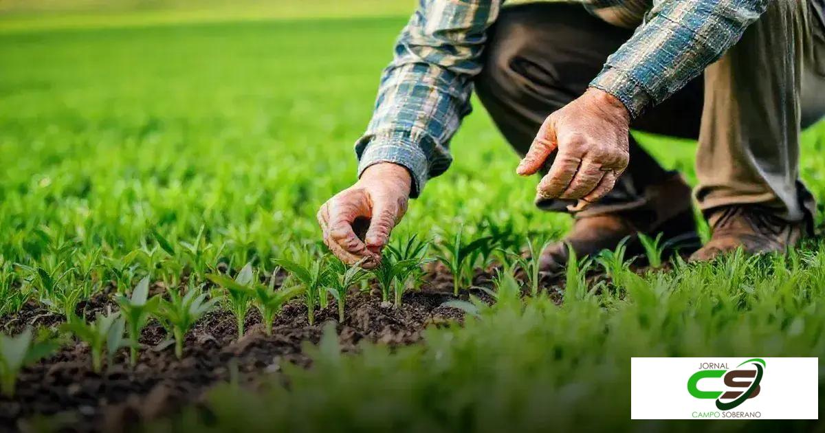 Dicas para o cultivo de semente pastagem