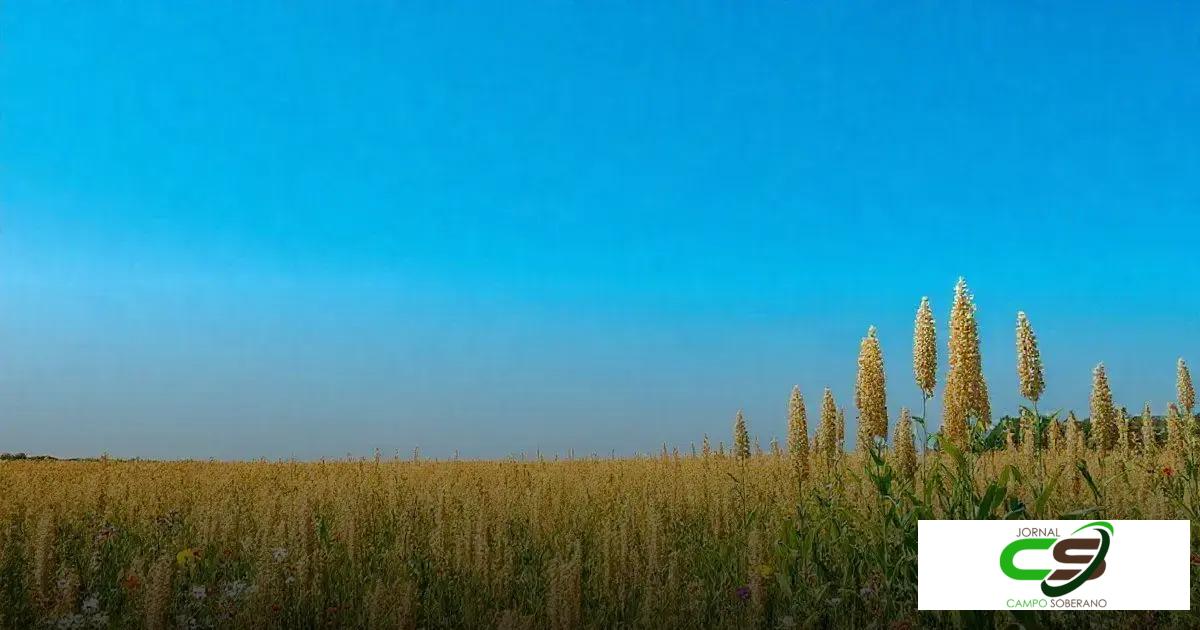 Impacto ambiental do cultivo do sorgo