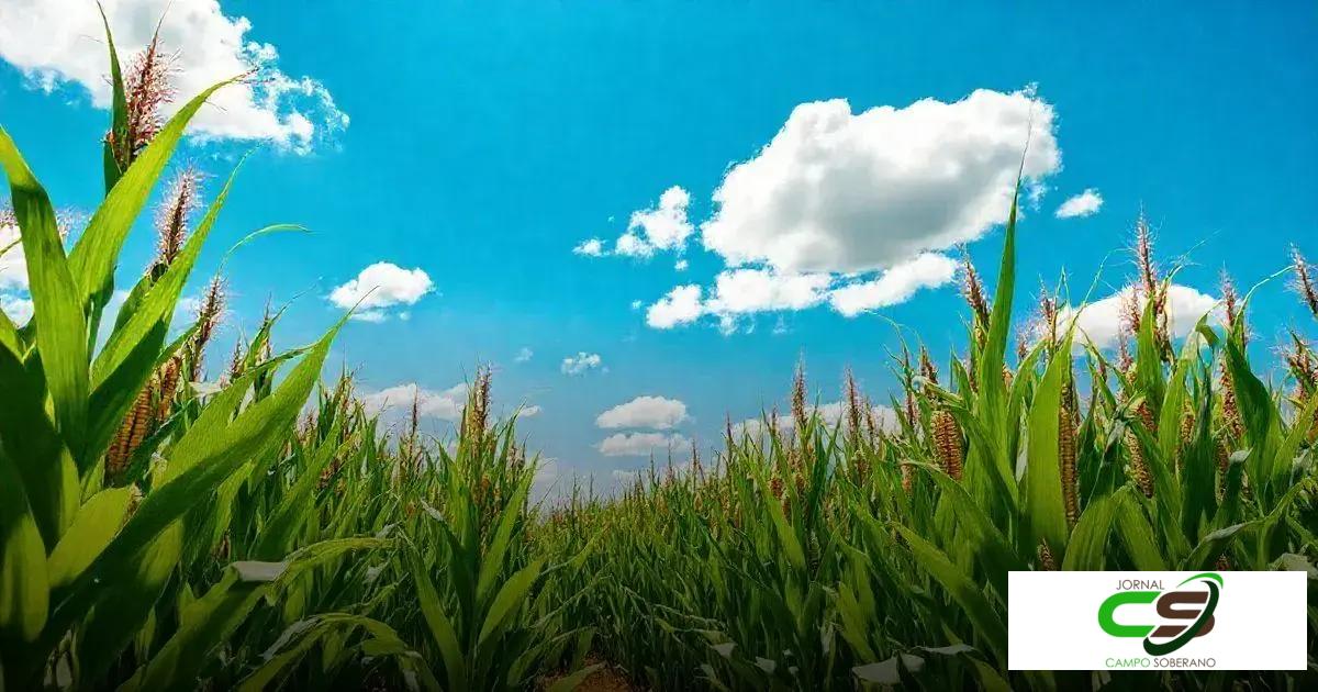 Milho Grande: Descubra os Segredos de Cultivar e Colher com Sucesso