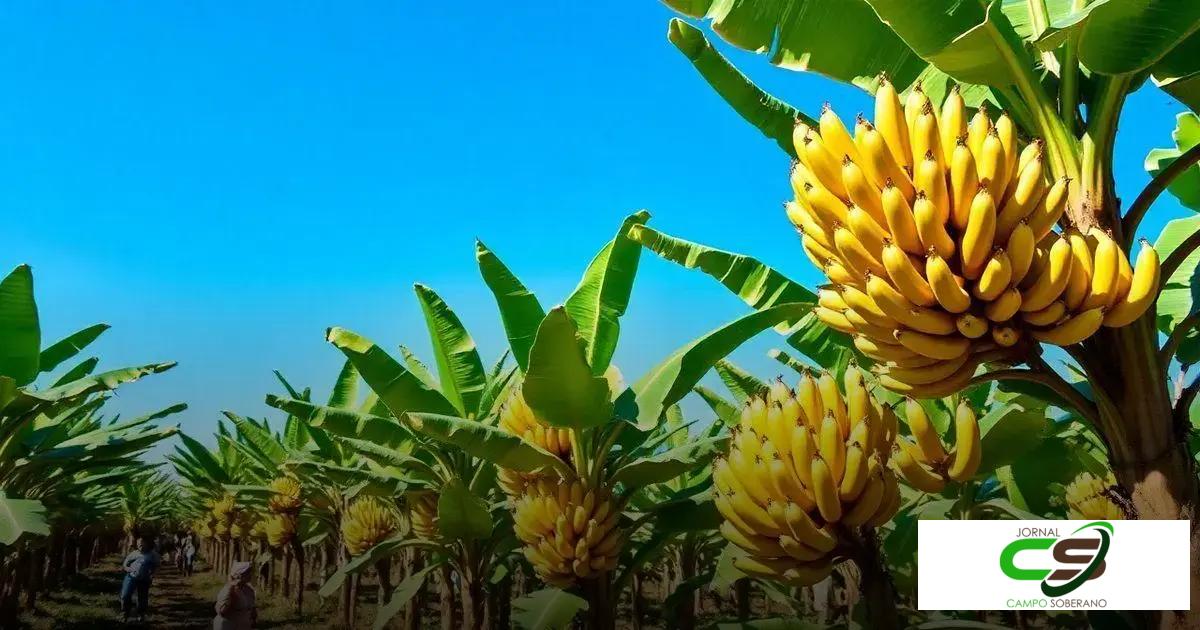 Notícias sobre Banana: Descubra Curiosidades e Benefícios Surpreendentes