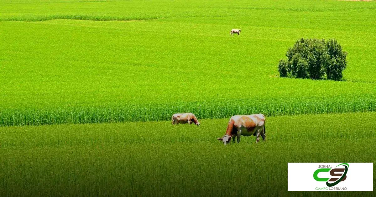 O que é o sorgo para pastagem?