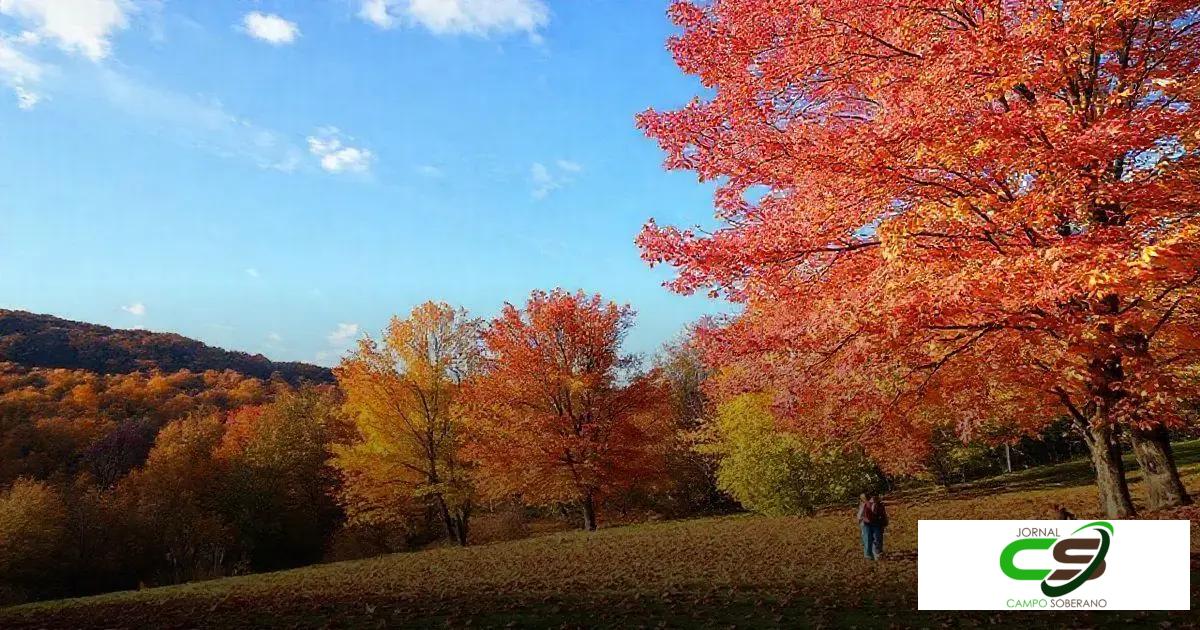 Outono Começa Que Dia? Descubra a Data e Curiosidades Surpreendentes