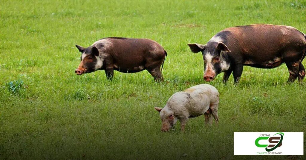 Porcos Caipiras: Descubra os segredos da criação e cuidados especiais