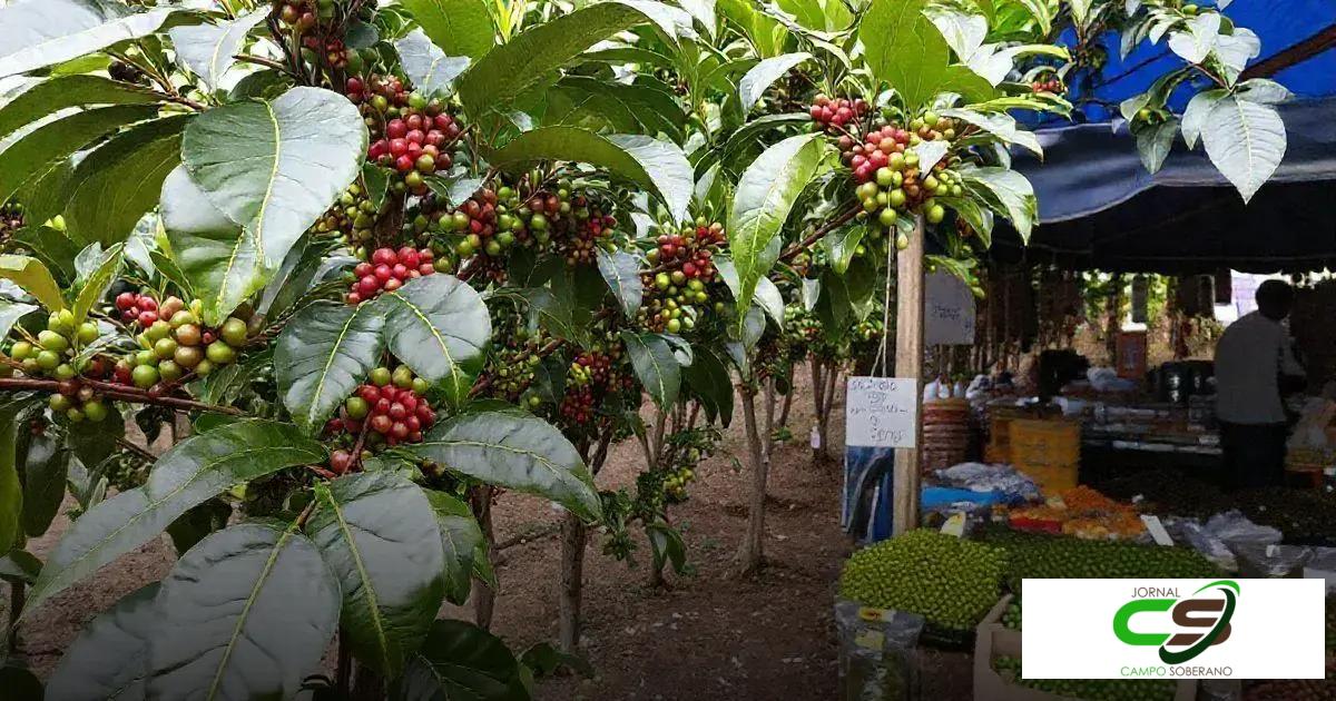 Preço café conilon hoje: Descubra a variação dos valores