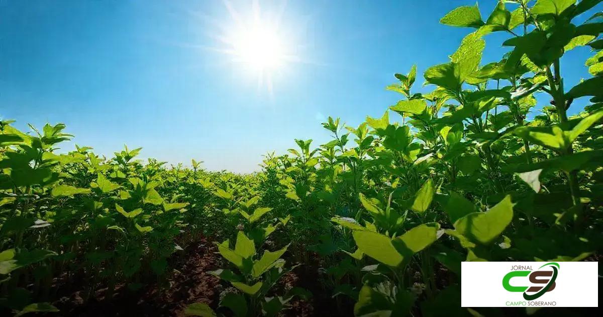 Preço da Soja Hoje na Lar: O Que Esperar do Mercado?