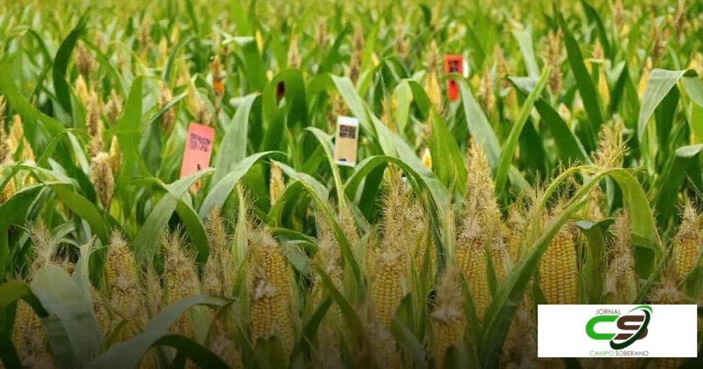 Preços do Milho Hoje: Tendências e Oportunidades Incríveis