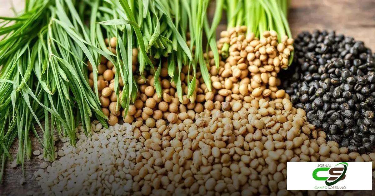 Principais tipos de sementes para pastagem